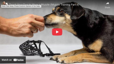 teach dog to wear muzzle